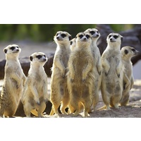 Super 3D Puzzle - 150 pc - Meekat (Simples)